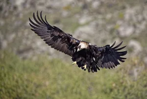 Spanish imperial eagle (Aquila adalberti)