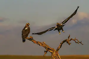 Spanish imperial eagle (Aquila adalberti) with the background of Gredos and the snowy peak of Almazor