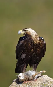 Spanish imperial eagle (Aquila adalberti) with captured hare on a rock