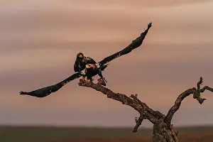 Spanish imperial eagle (Aquila adalberti) Castilla-La Mancha