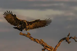 Spanish imperial eagle (Aquila adalberti) Castilla-La Mancha