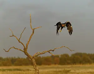 Spanish imperial eagle (Aquila adalberti) in flight at first morning light