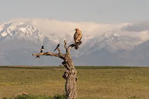 Spanish imperial eagle (Aquila adalberti) young bird on perch with european magpies (Pica pica)