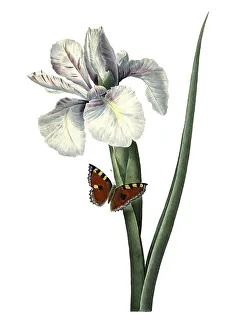 Spanish iris or Spanish iris, Iris xiphium