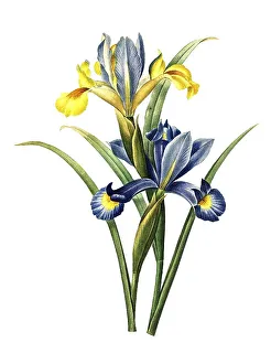 Spanish iris or Spanish iris, Iris xiphium