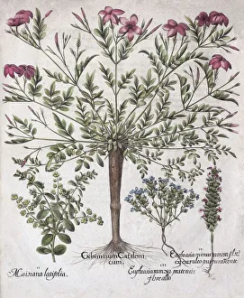 Spanish jasmine (Jasminum Grandiflorum)