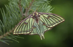 Spanish Moon Moth (Graellsia isabellae)