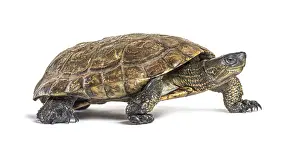 Spanish pond turtle, Mauremys leprosa