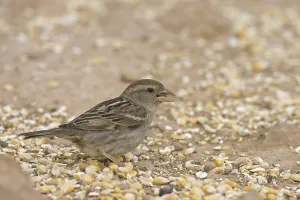 Spanish Sparrow (Passer hispaniolensis)