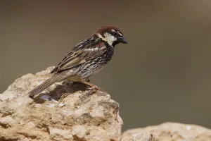 Spanish sparrow (Passer hispaniolensis)