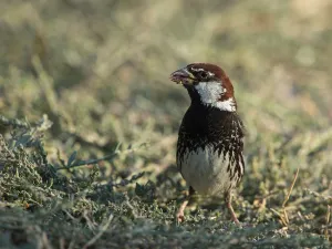 Spanish Sparrow (Passer hispaniolensis)