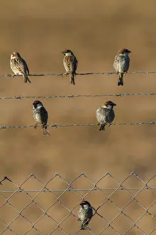 Spanish Sparrow (Passer hispaniolensis) males