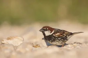 Spanish Sparrow - Weidensperling - Passer hispaniolensis ssp