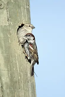 Spanish Sparrows (Passer hispaniolensis)