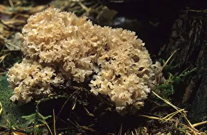 Sparassis (Sparassis crispa)