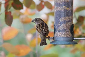 Sparrow eating seeds from a feeder