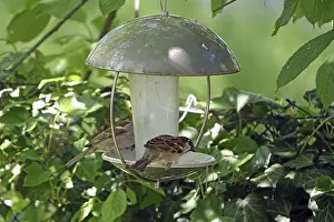 Sparrow at a feeding place