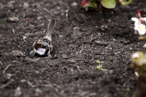 Sparrow having a sand bath
