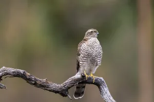 Sparrow Hawk sitting on an old