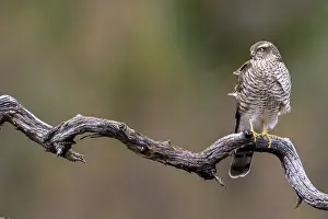 Sparrow Hawk sitting on an old