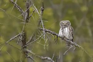 Sparrow owl (Glaucicium passerinum) sitting on a branch