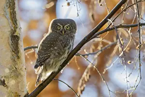 Sparrow owl (Glaucicium passerinum) sitting on a branch