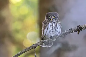 Sparrow owl (Glaucicium passerinum) sitting on a branch