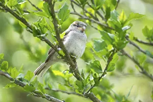Sparrow sitting on a branch in the bush with green leaves in summer