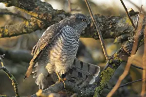 Sparrowhawk (Accipiter nisus)