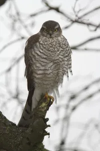 Sparrowhawk (Accipiter nisus)