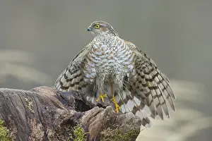 Sparrowhawk (Accipiter nisus) male