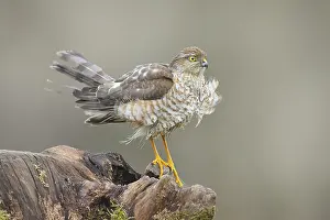 Sparrowhawk (Accipiter nisus) male