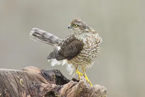 Sparrowhawk (Accipiter nisus) male