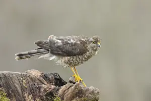 Sparrowhawk (Accipiter nisus) male
