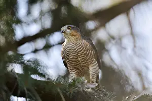 Sparrowhawk (Accipiter nisus), male with prey
