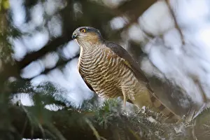 Sparrowhawk (Accipiter nisus), male with prey