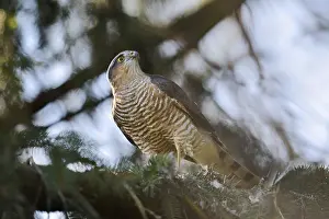 Sparrowhawk (Accipiter nisus), male with prey