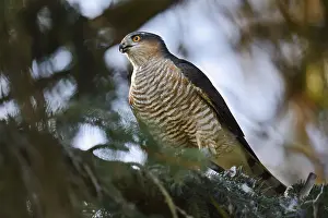Sparrowhawk (Accipiter nisus), male with prey