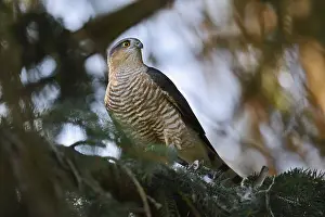 Sparrowhawk (Accipiter nisus), male with prey