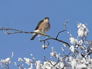 Sparrowhawk (Accipiter nisus), tercel