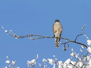 Sparrowhawk (Accipiter nisus), tercel