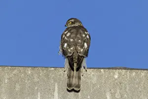 Sparrowhawk sitting on concrete wall looking from behind left in front of blue sky