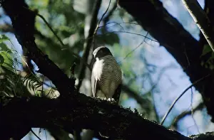 Sparrowhawk species from Kenya (Accipiter sp.)