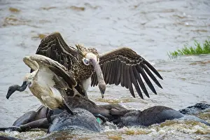 Sparrowhawk vultures (Gyps ruppellii) eat dead striped wildebeest (Connochaetes taurinus)