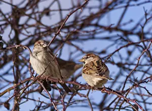 Two sparrows (Passer domesticus) in the thorny undergrowth