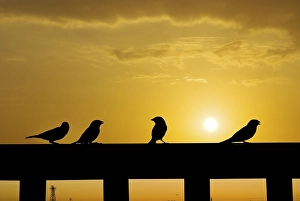 Sparrows on a railing, backlit at sunset