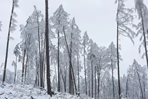 Category Forests Prints: Very sparse forest due to tree dieback