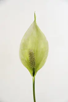 Spathiphyllum flower, close-up on a light background