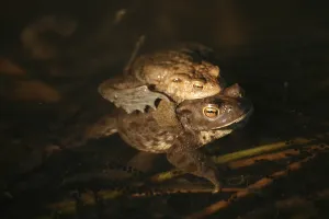 Spawning waters with frogs