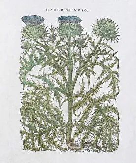 Spear Thistle (Cirsium vulgare)